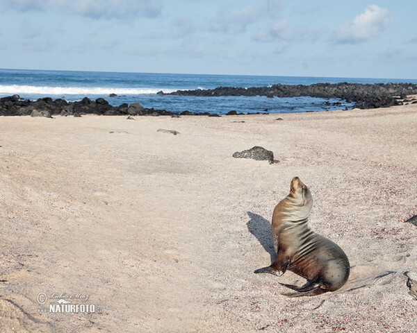 Lachtan galapážský (Arctocephalus galapagoensis)