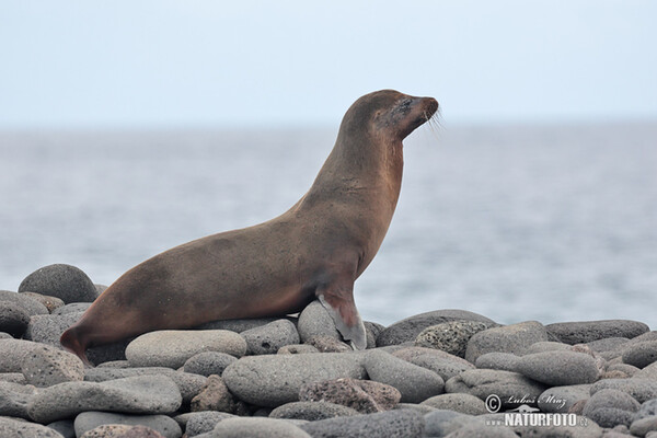 Lachtan galapážský (Arctocephalus galapagoensis)