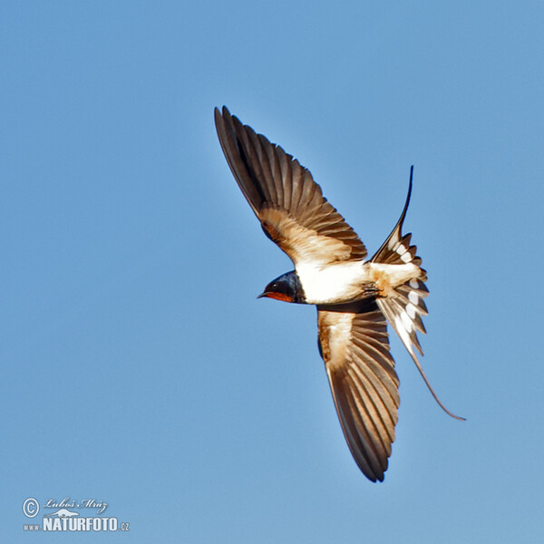 Lastovička domová obyčajná (Hirundo rustica)