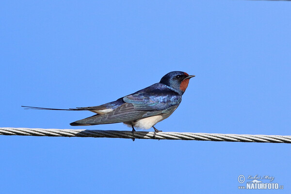 Lastovička domová obyčajná (Hirundo rustica)