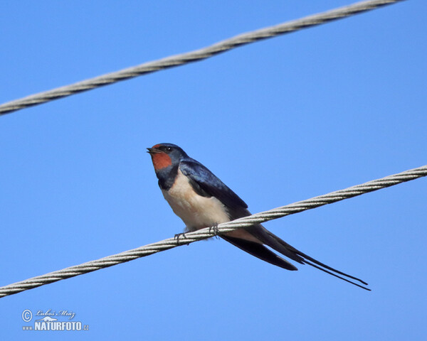 Lastovička domová obyčajná (Hirundo rustica)