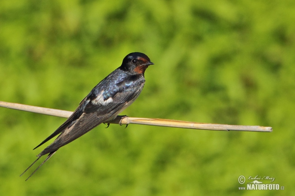 Lastovička domová obyčajná (Hirundo rustica)