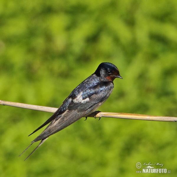 Lastovička domová obyčajná (Hirundo rustica)