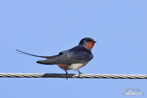 Lastovička domová obyčajná (Hirundo rustica)