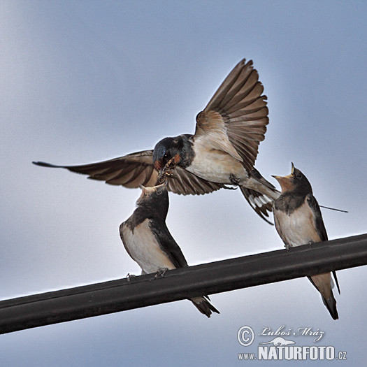 Lastovička domová obyčajná (Hirundo rustica)