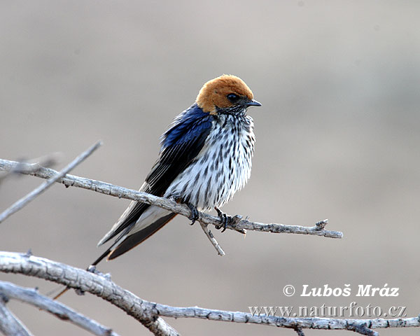 Lastovička pásikavobruchá (Hirundo abyssinica)