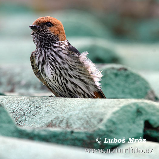 Lastovička pásikavobruchá (Hirundo abyssinica)