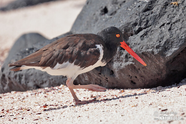 Lastúrniciar hnedý (Haematopus palliatus)