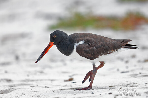 Lastúrniciar hnedý (Haematopus palliatus)