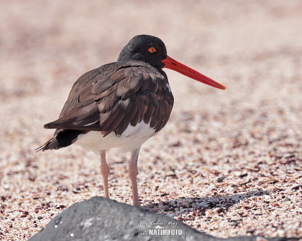 Lastúrniciar hnedý (Haematopus palliatus)