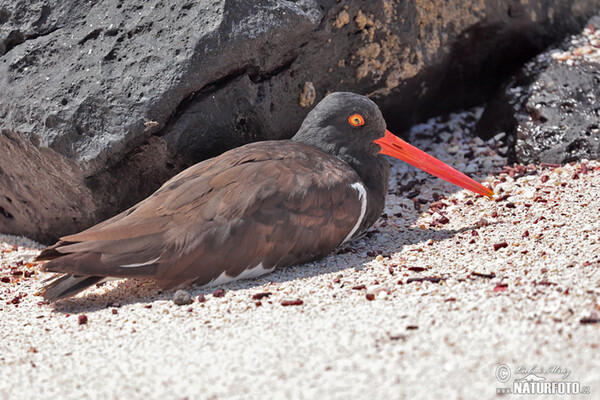 Lastúrniciar hnedý (Haematopus palliatus)