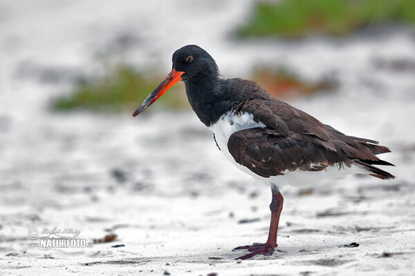 Lastúrniciar hnedý (Haematopus palliatus)