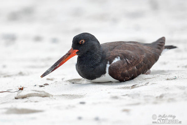 Lastúrniciar hnedý (Haematopus palliatus)