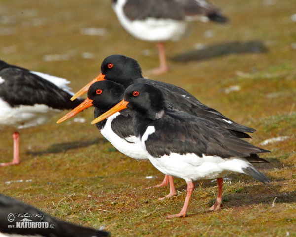 Lastúrničiar strakatý (Haematopus ostralegus)