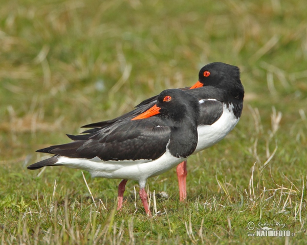 Lastúrničiar strakatý (Haematopus ostralegus)