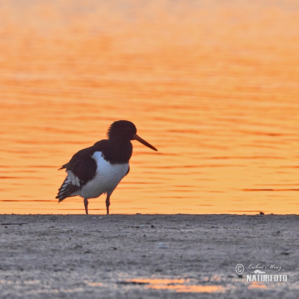 Lastúrničiar strakatý (Haematopus ostralegus)