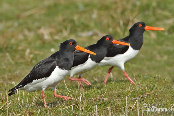 Lastúrničiar strakatý (Haematopus ostralegus)