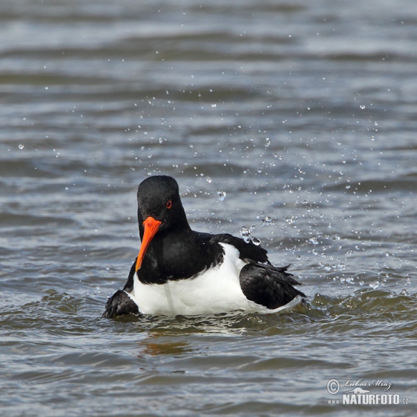 Lastúrničiar strakatý (Haematopus ostralegus)