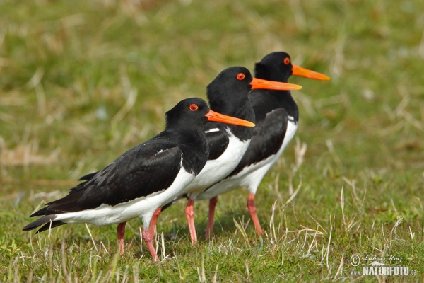 Lastúrničiar strakatý (Haematopus ostralegus)