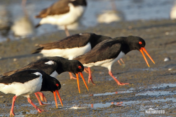 Lastúrničiar strakatý (Haematopus ostralegus)