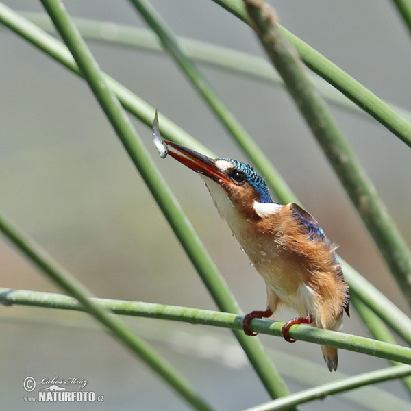 Ledňáček modropláštíkový (Corythornis cristatus)