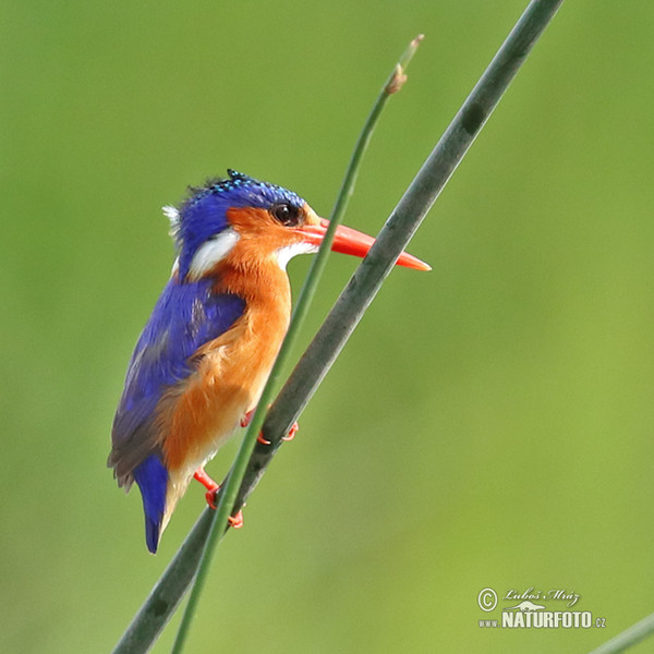 Ledňáček modropláštíkový (Corythornis cristatus)