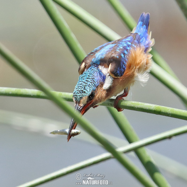 Ledňáček modropláštíkový (Corythornis cristatus)