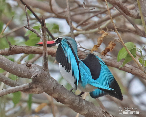 Ledňáček senegalský (Halcyon senegalensis)