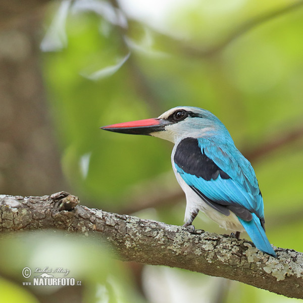 Ledňáček senegalský (Halcyon senegalensis)