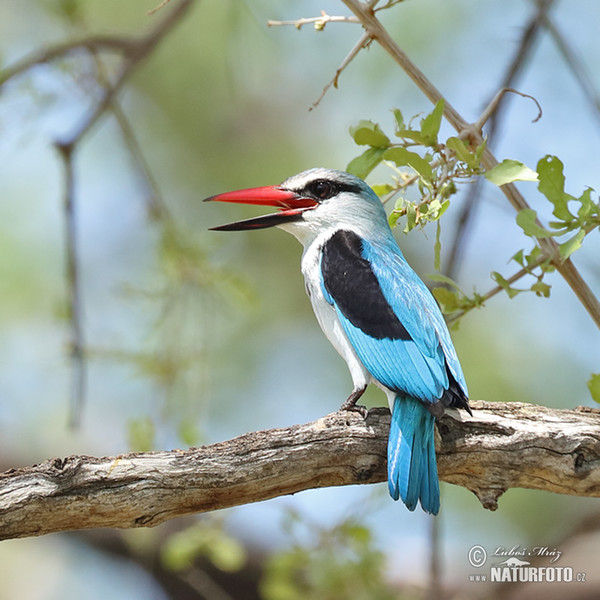 Ledňáček senegalský (Halcyon senegalensis)