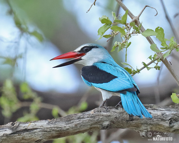 Ledňáček senegalský (Halcyon senegalensis)