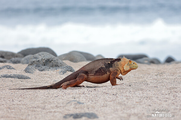 Leguán galapážský (Conolophus subcristatus)