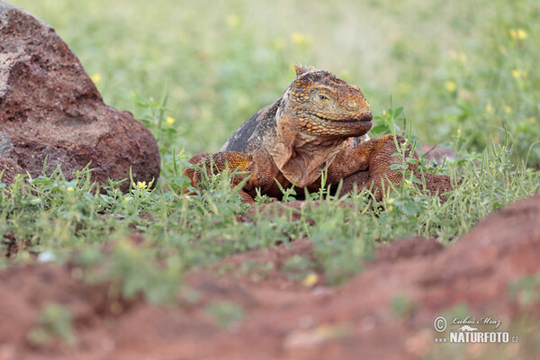 Leguán galapážský (Conolophus subcristatus)