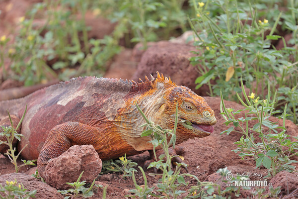 Leguán galapážský (Conolophus subcristatus)