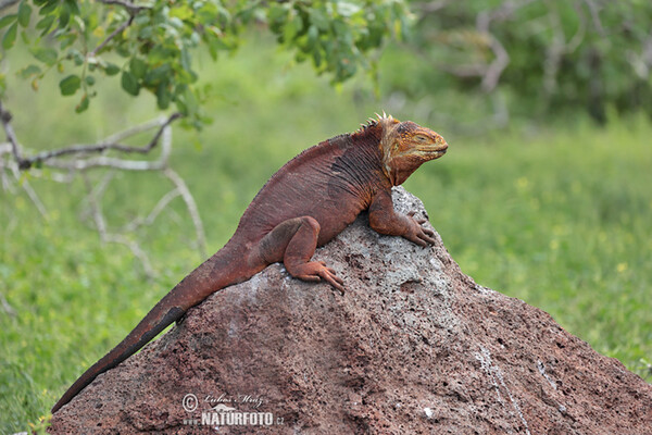 Leguán galapážský (Conolophus subcristatus)