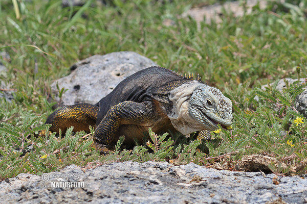 Leguán galapážský (Conolophus subcristatus)