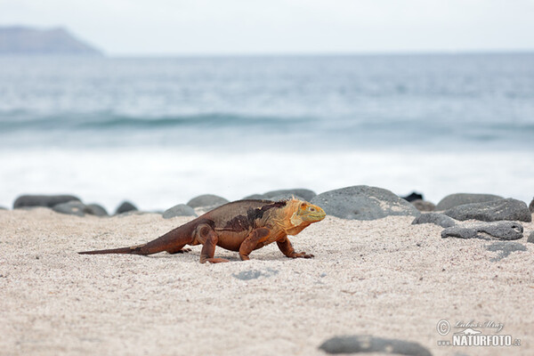 Leguán galapážský (Conolophus subcristatus)