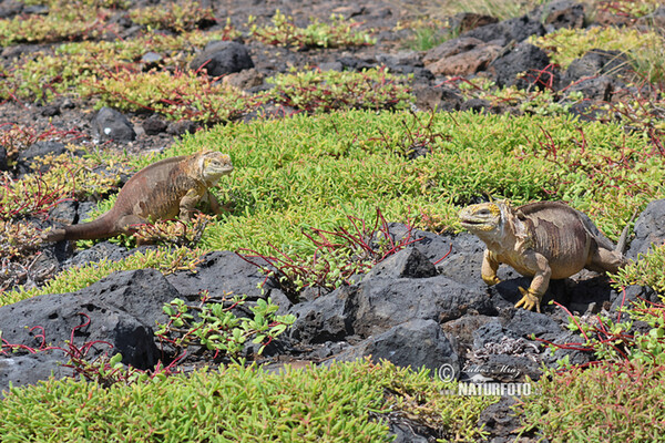 Leguán galapážský (Conolophus subcristatus)