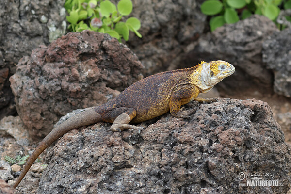 Leguán galapážský (Conolophus subcristatus)