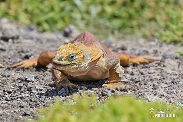 Leguán galapážský (Conolophus subcristatus)