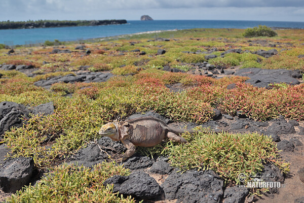 Leguán galapážský (Conolophus subcristatus)