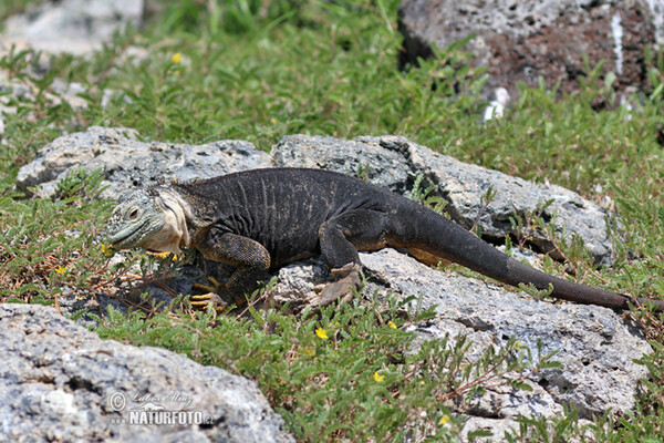Leguán galapážský (Conolophus subcristatus)