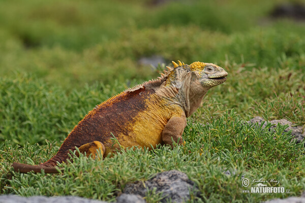 Leguán galapážský (Conolophus subcristatus)