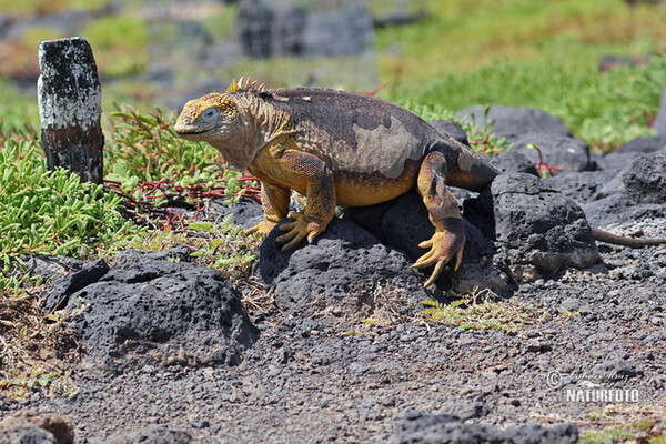 Leguán galapážský (Conolophus subcristatus)