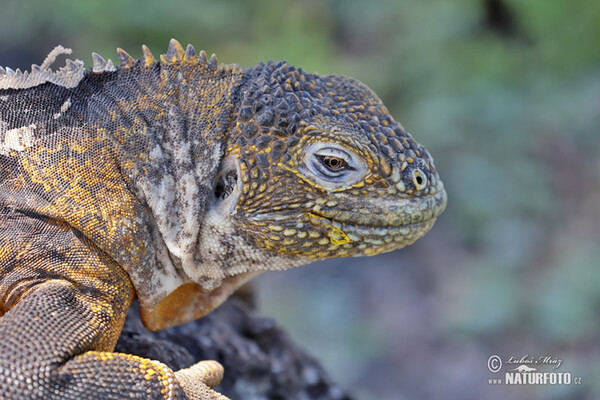 Leguán galapážský (Conolophus subcristatus)