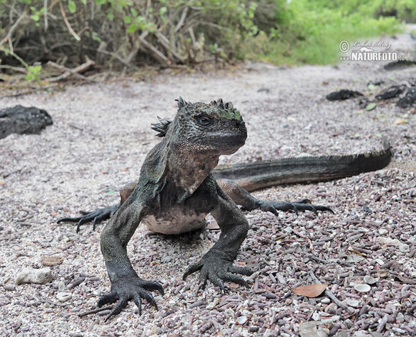 Leguán morský (Amblyrhynchus cristatus)