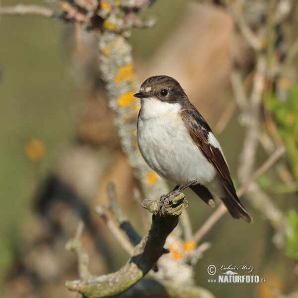 Lejsek černohlavý (Ficedula hypoleuca)