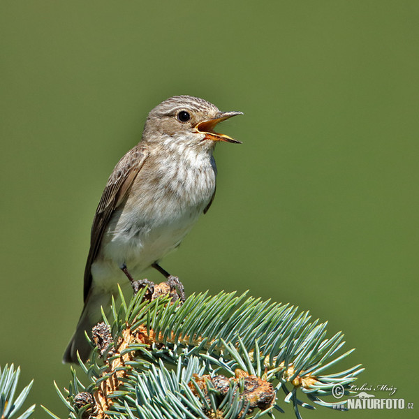 Lejsek šedý (Muscicapa striata)