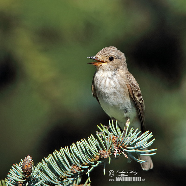 Lejsek šedý (Muscicapa striata)