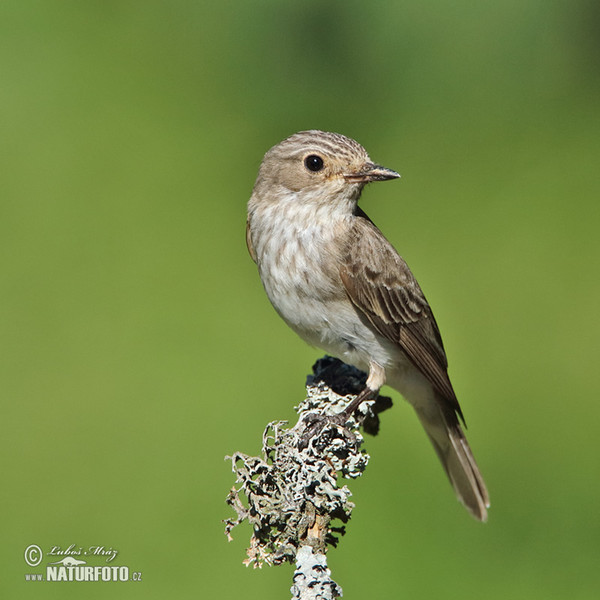 Lejsek šedý (Muscicapa striata)